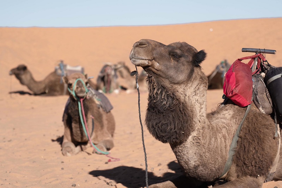 camel desert trip
